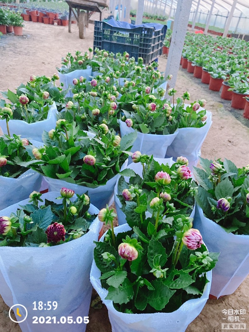 小丽花精品花卉颗型大花色鲜艳多色可选