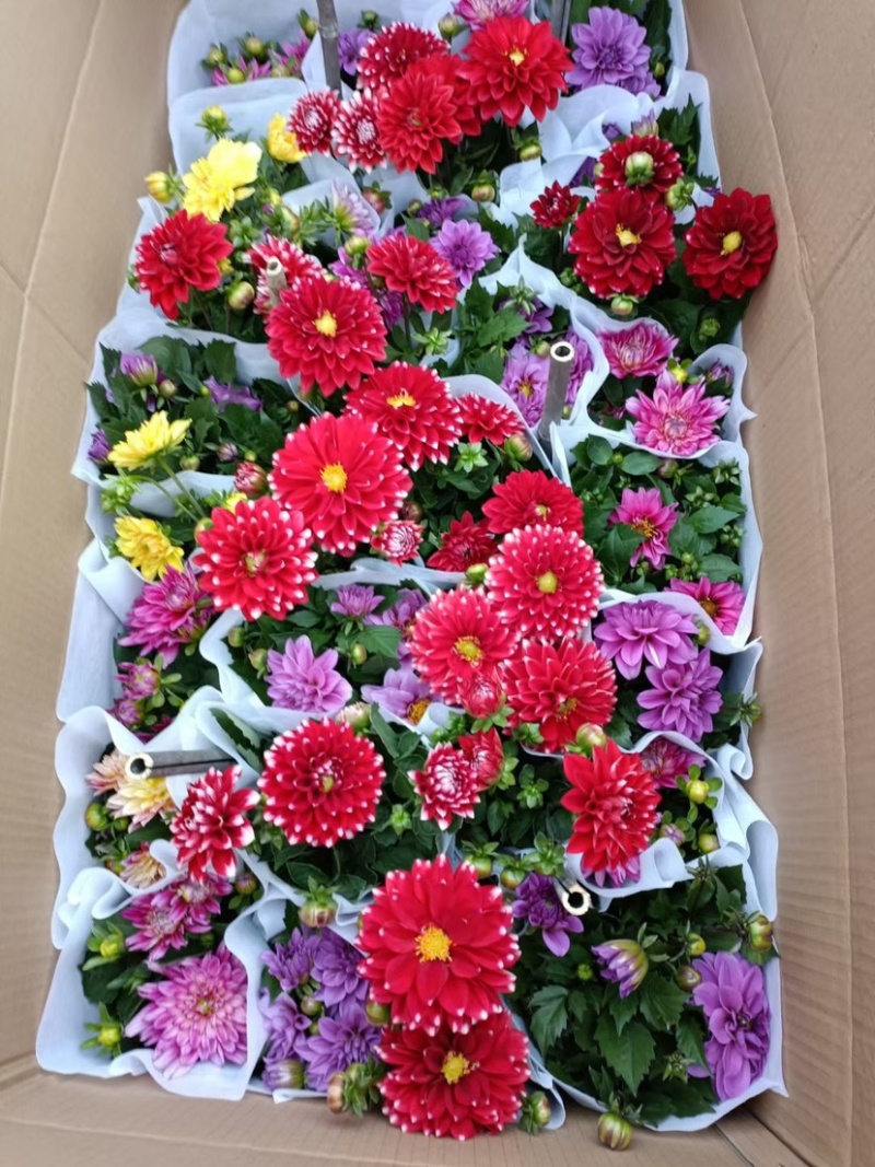 小丽花精品花卉颗型大花色鲜艳多色可选