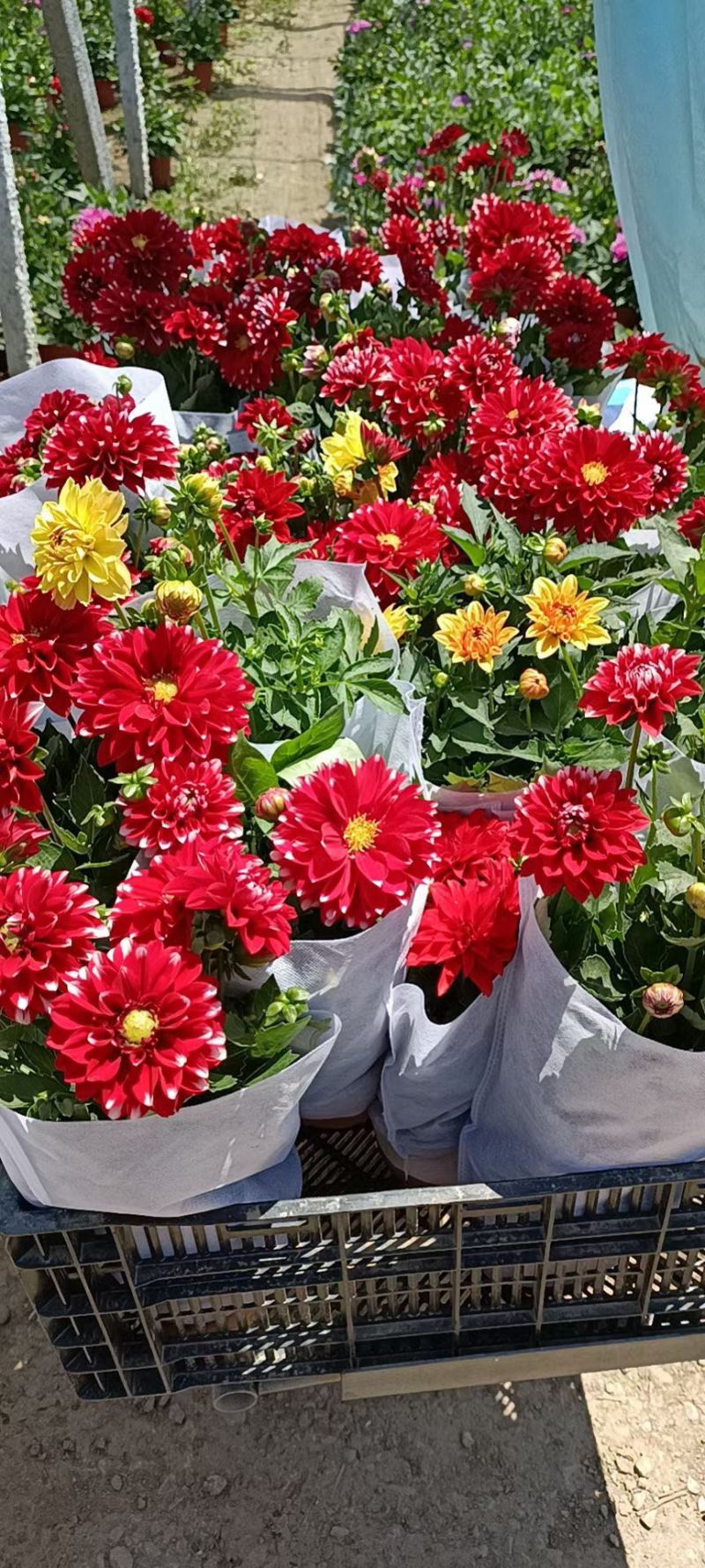 小丽花精品花卉颗型大花色鲜艳多色可选