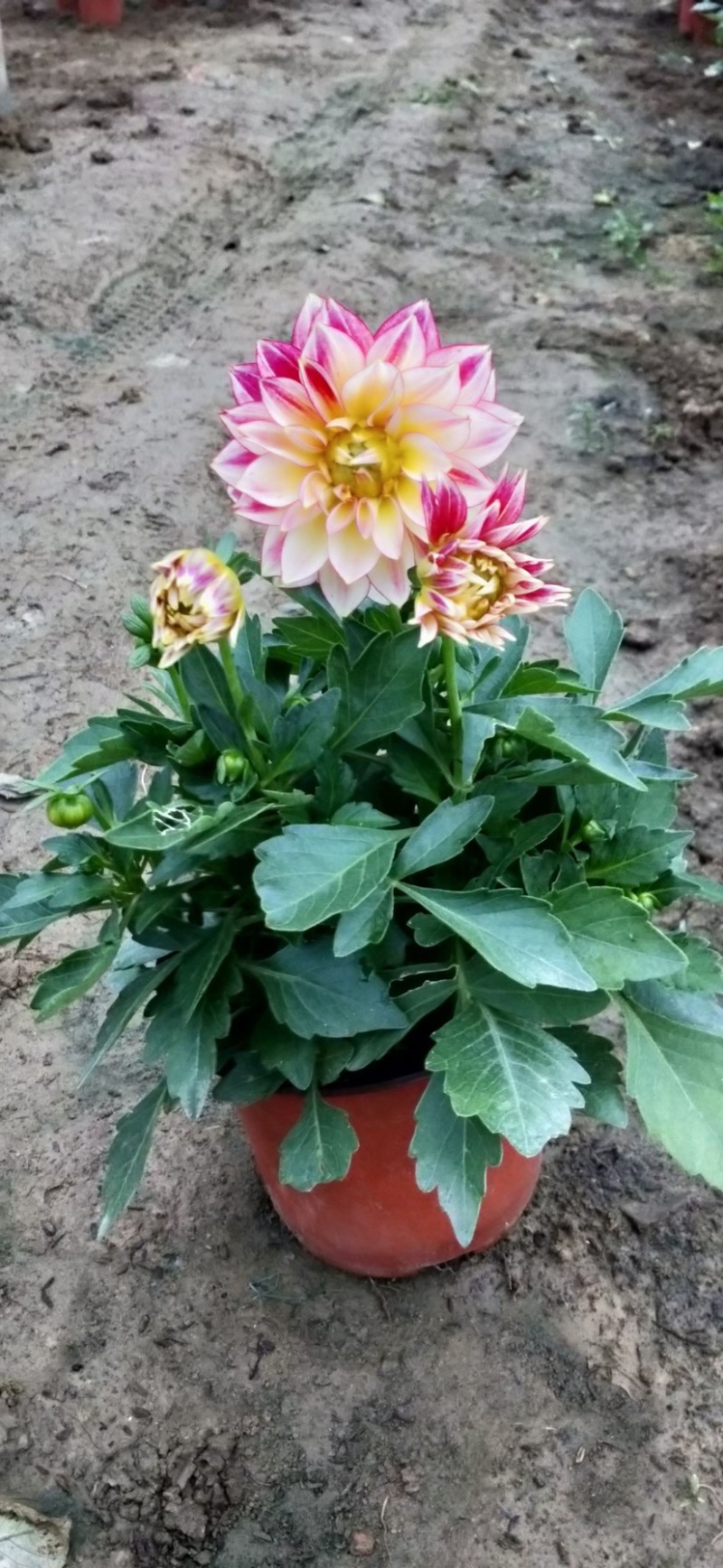 小丽花精品花卉颗型大花色鲜艳多色可选