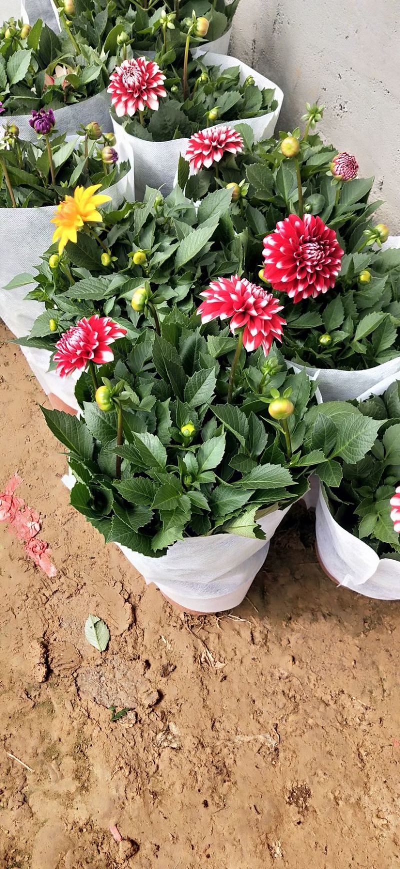小丽花精品花卉颗型大花色鲜艳多色可选