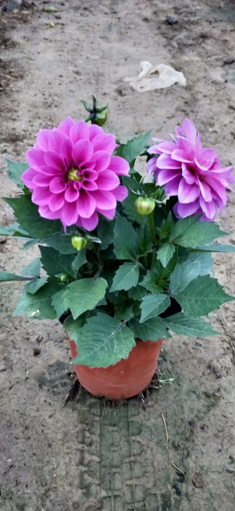 小丽花精品花卉颗型大花色鲜艳多色可选