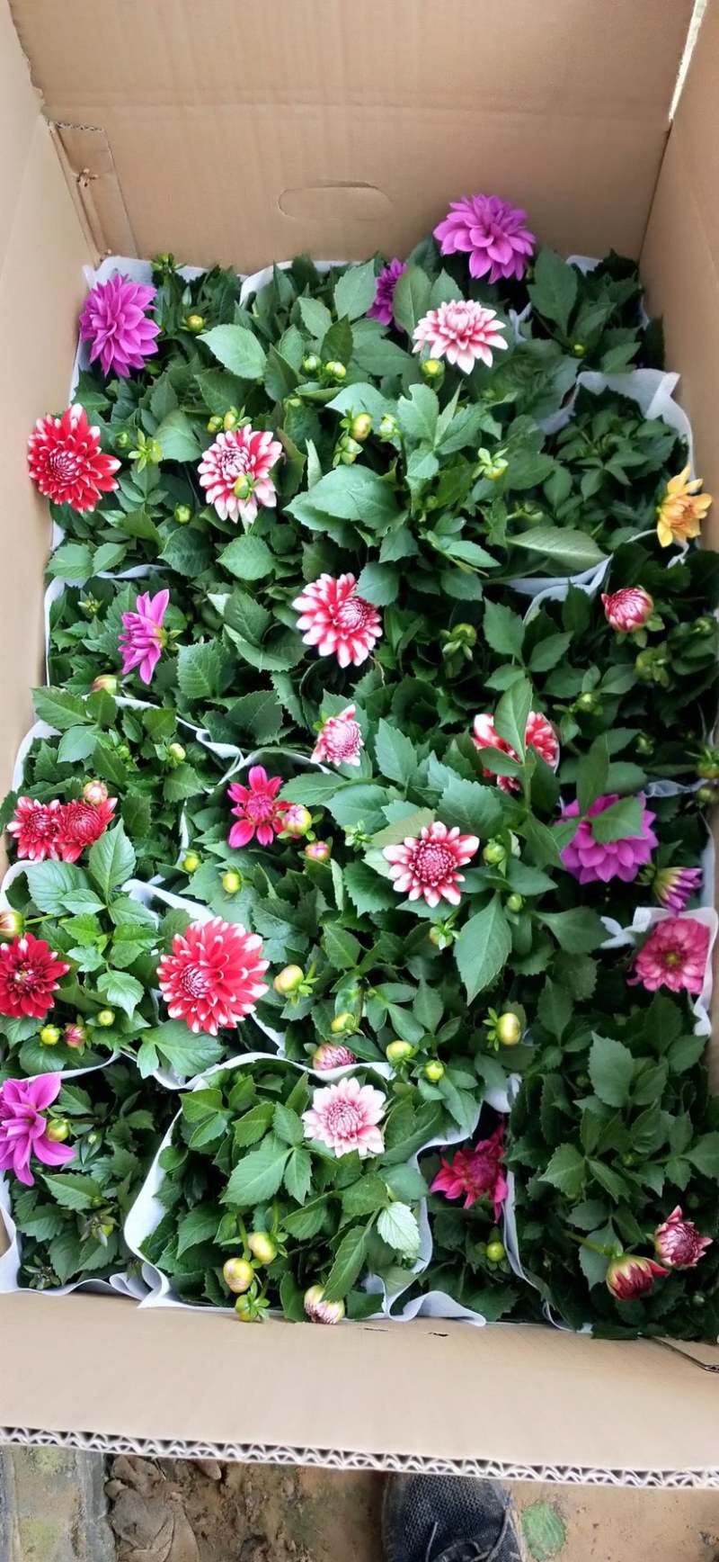 小丽花精品花卉颗型大花色鲜艳多色可选