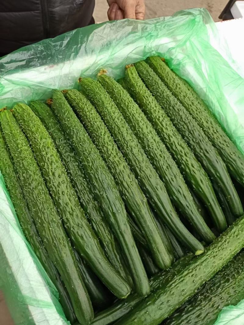 精品密刺黄瓜，颜色油绿，条直25公分以上，产地河北，