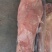 内蒙古羊肉-白条羊质量好欢迎咨询采购下单