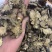 川芎无硫磺熏蒸一公斤起批