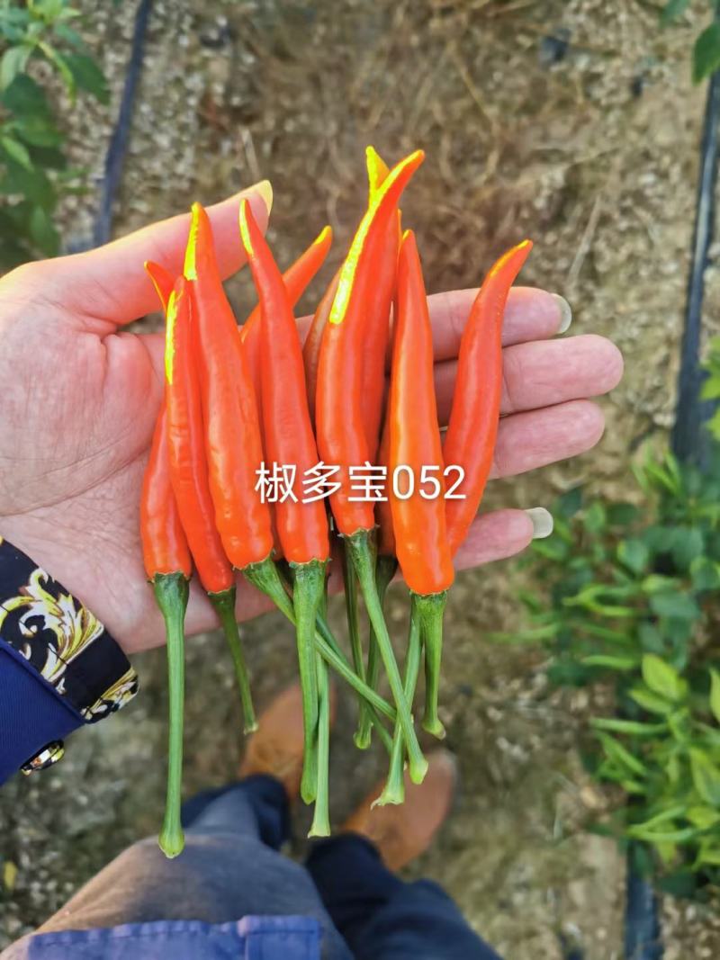 大果朝天椒种子，高硬度，长把，高产，顺直光滑厂家直销招代
