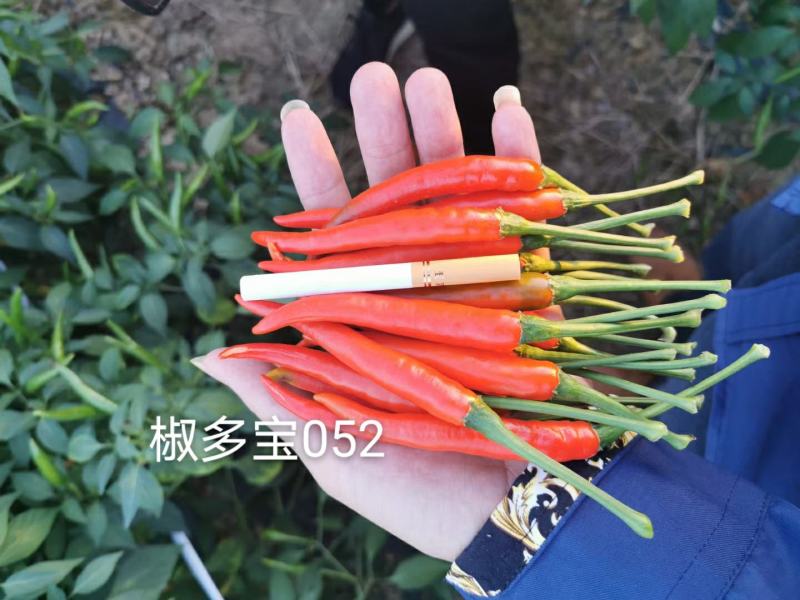 大果朝天椒种子，高硬度，长把，高产，顺直光滑厂家直销招代