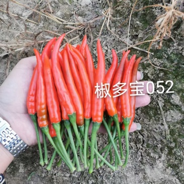 大果朝天椒种子，高硬度，长把，高产，顺直光滑厂家直销招代