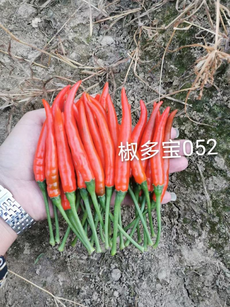 大果朝天椒种子，高硬度，长把，高产，顺直光滑厂家直销招代