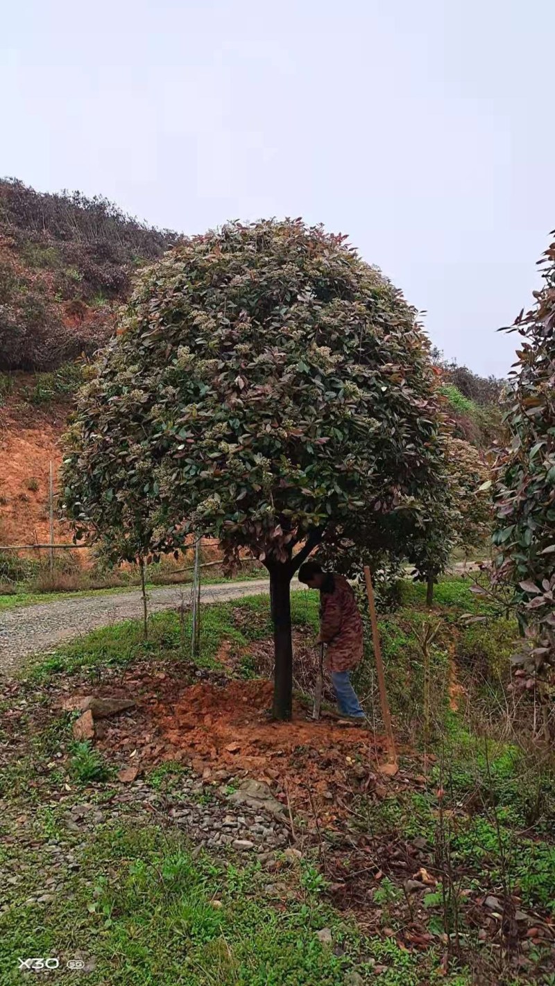 红叶石楠树，质量好价格优，大量出售，欢迎订购