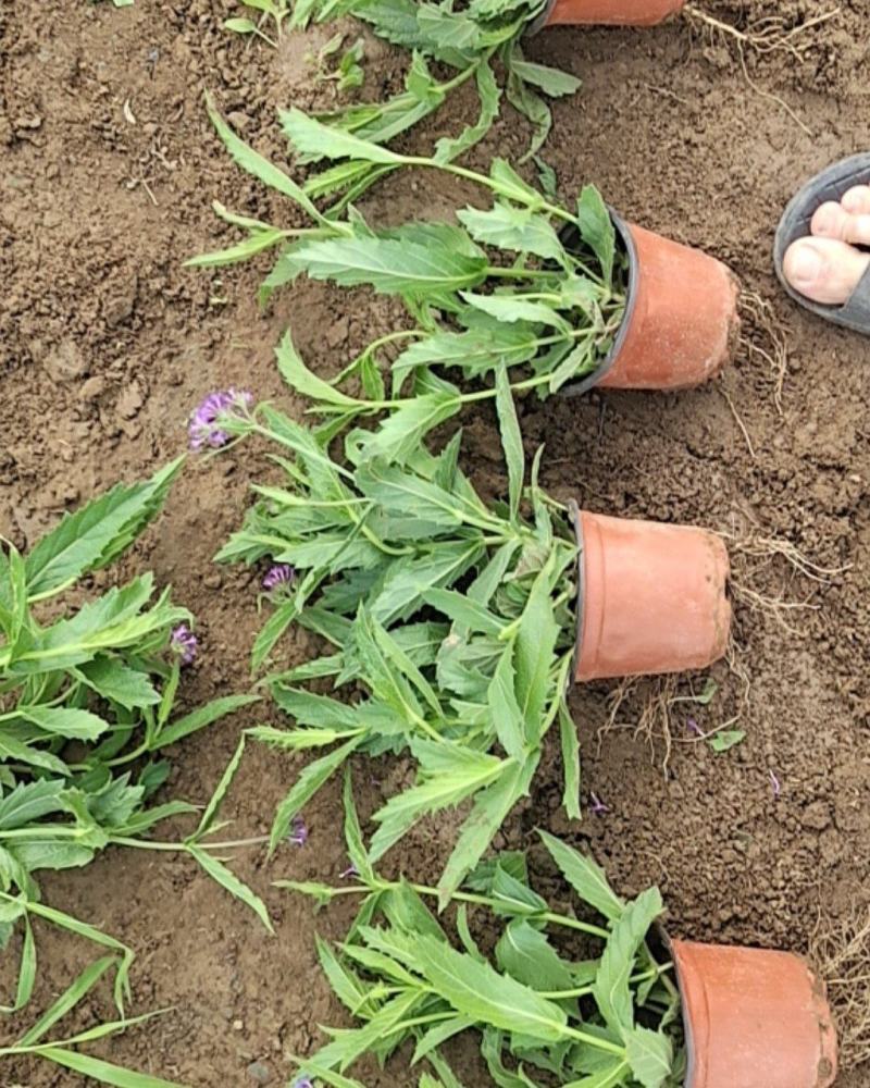 山东马鞭草青州马鞭草桑托斯马鞭草马鞭草小苗