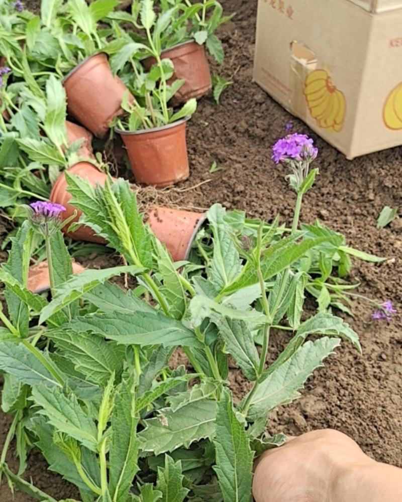 山东马鞭草青州马鞭草桑托斯马鞭草马鞭草小苗