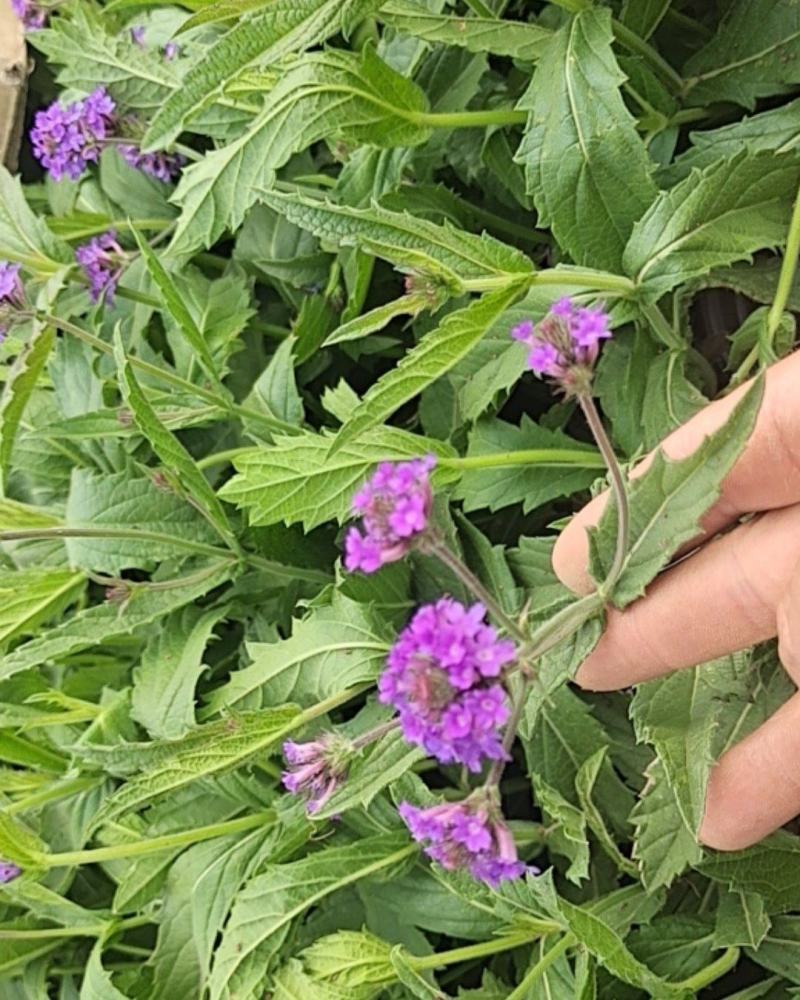 山东马鞭草青州马鞭草桑托斯马鞭草马鞭草小苗