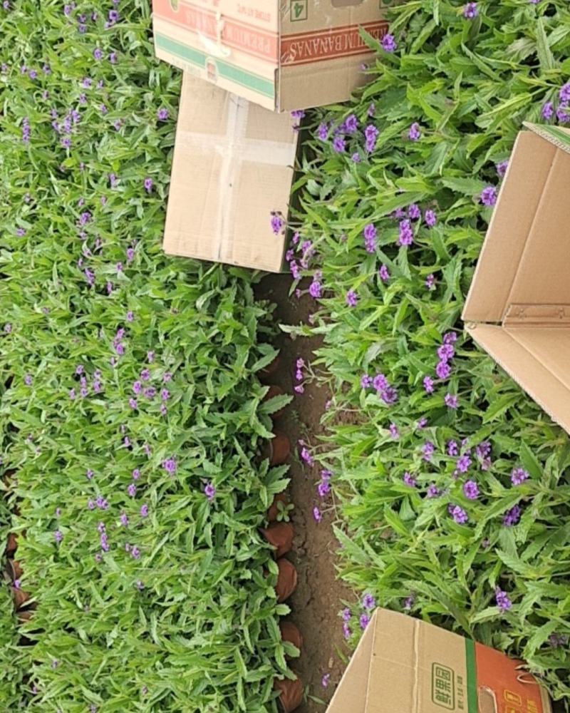 山东马鞭草青州马鞭草桑托斯马鞭草马鞭草小苗