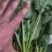 精品菠菜价格便宜