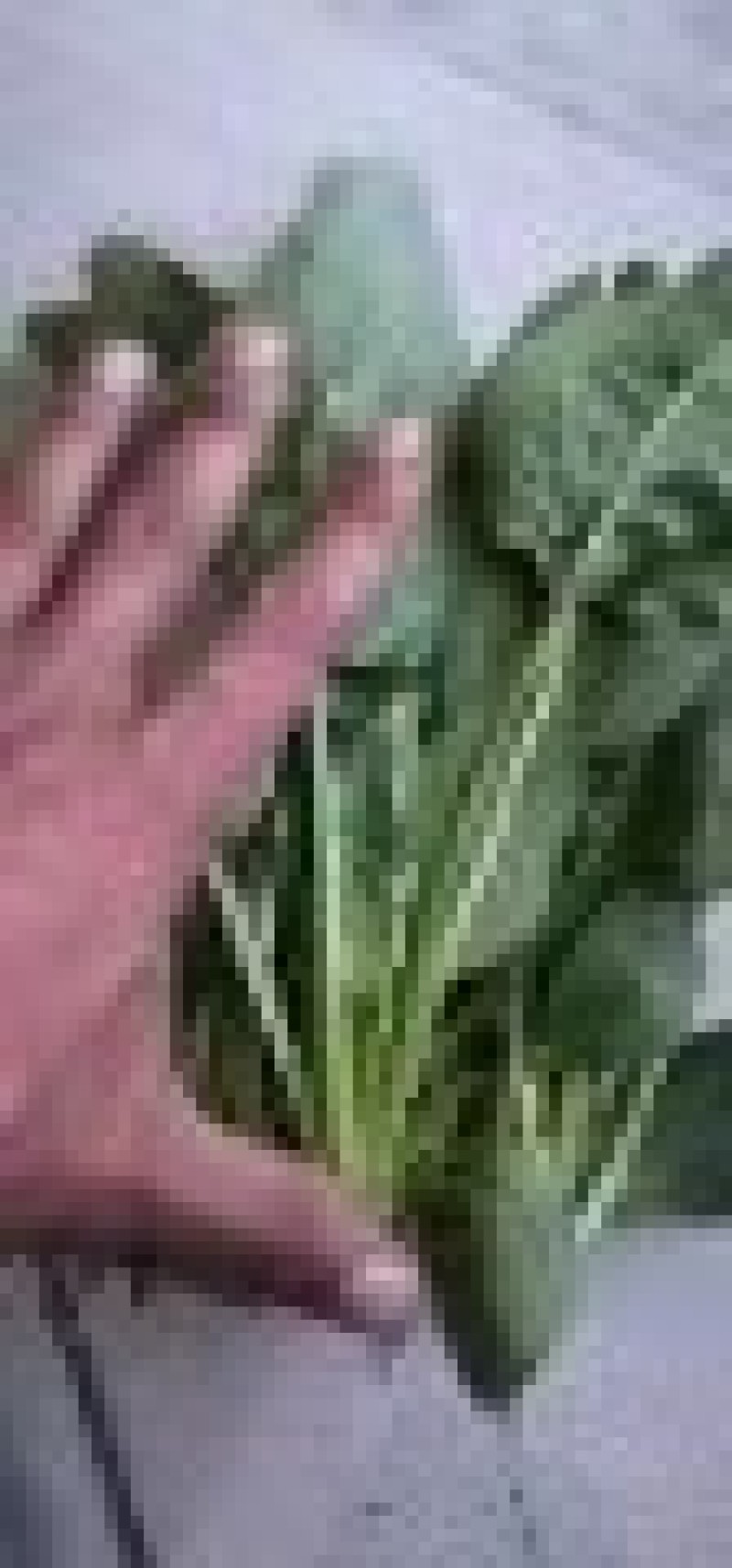 精品菠菜价格便宜