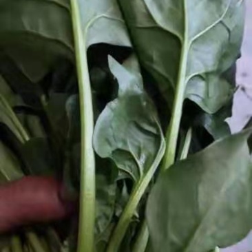 精品菠菜价格便宜