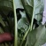 精品菠菜价格便宜