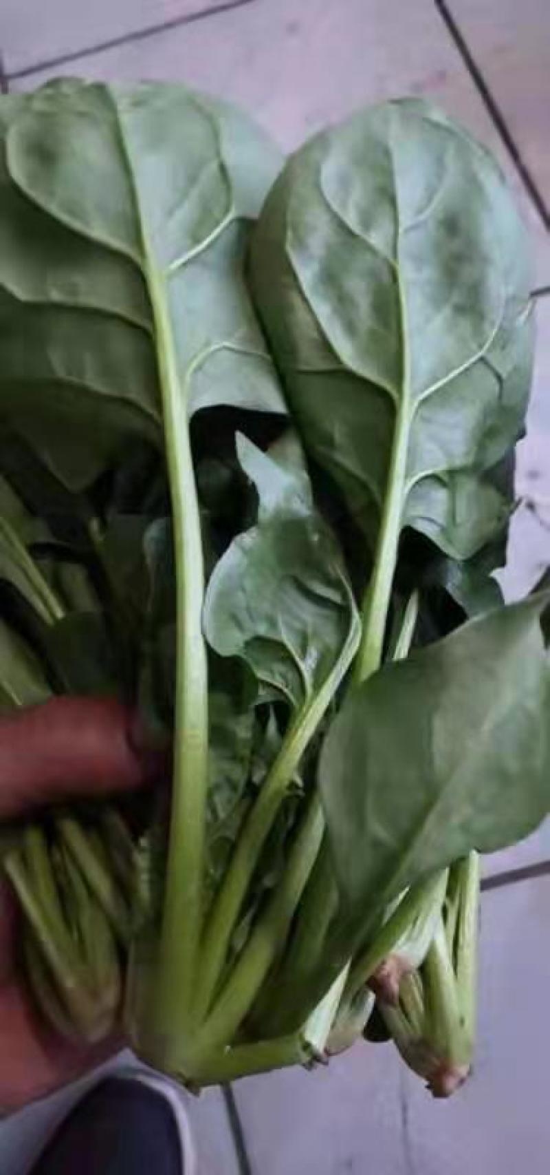 精品菠菜价格便宜