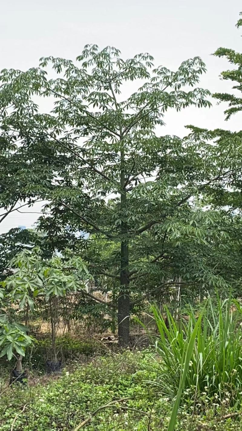 美丽异木棉福建漳州美人树绿化庭院设计基地直供