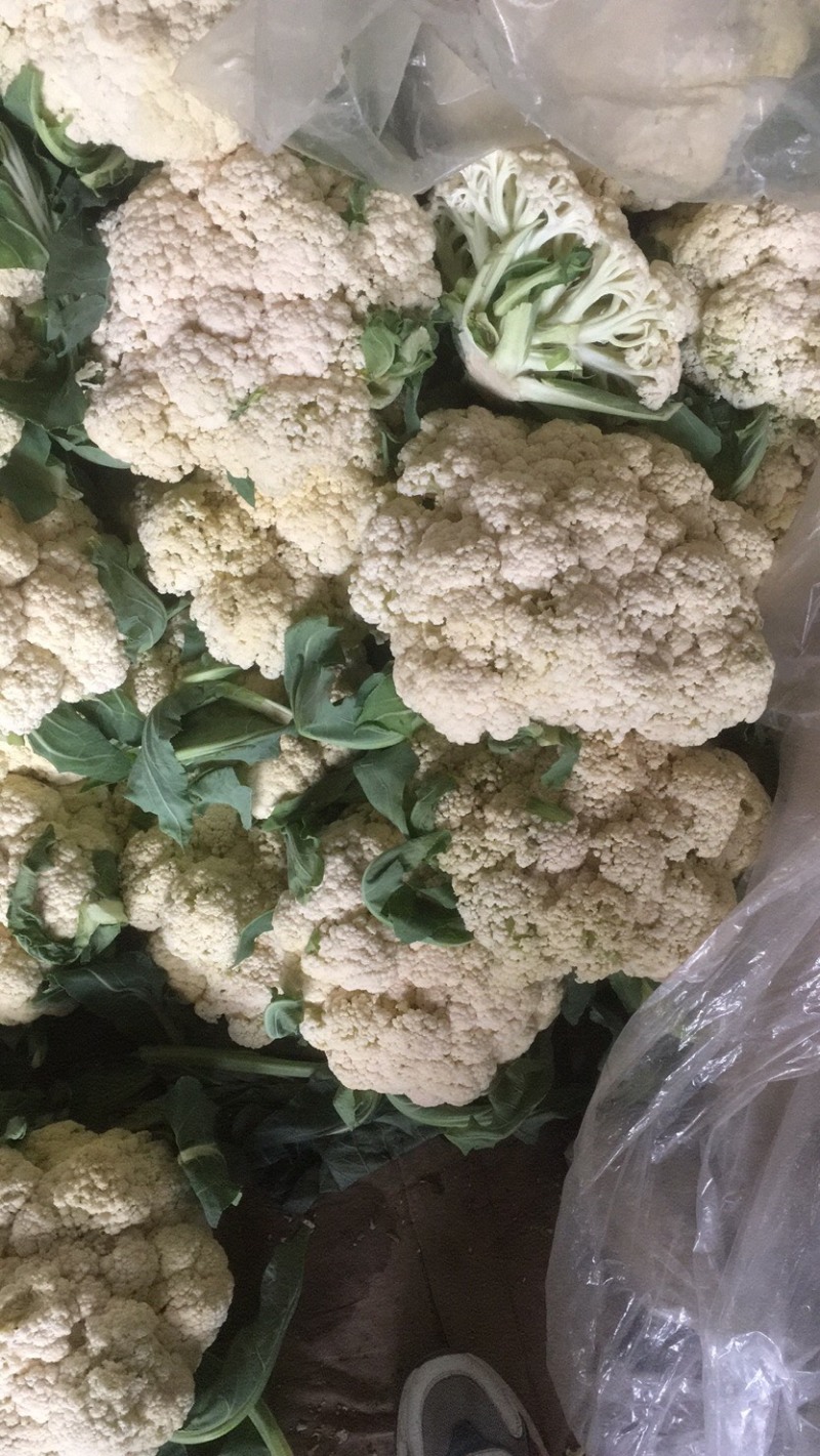 精品菜花各种精品蔬菜大量上市