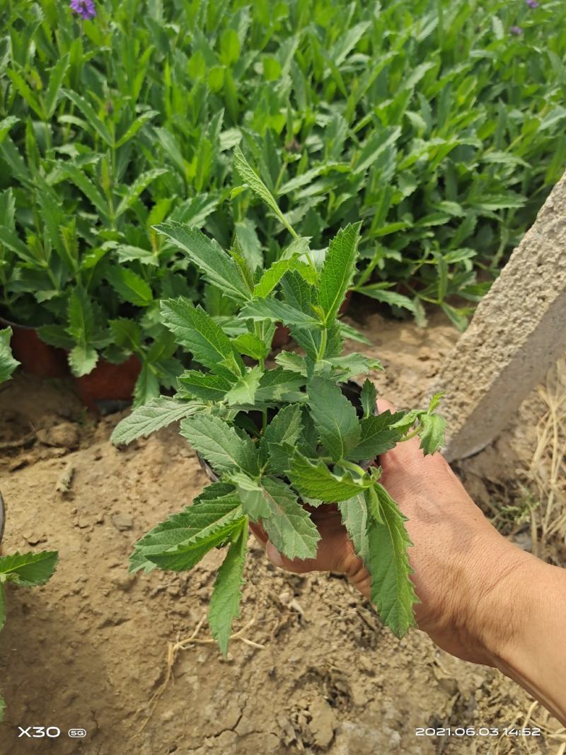 山东马鞭草青州马鞭草桑托斯马鞭草马鞭草小苗