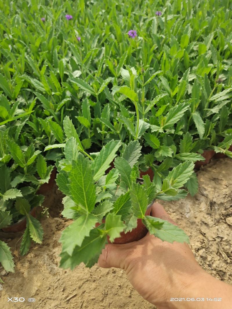 山东马鞭草青州马鞭草桑托斯马鞭草马鞭草小苗