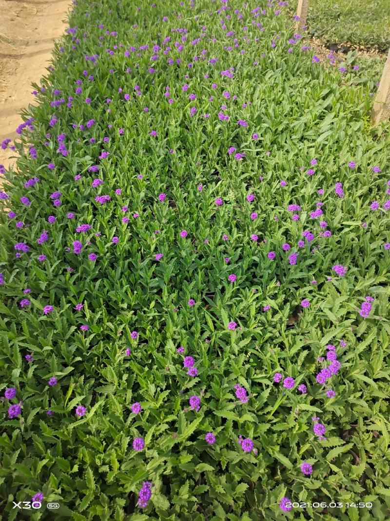 山东马鞭草青州马鞭草桑托斯马鞭草马鞭草小苗