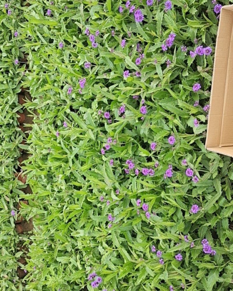 山东马鞭草青州马鞭草桑托斯马鞭草马鞭草小苗