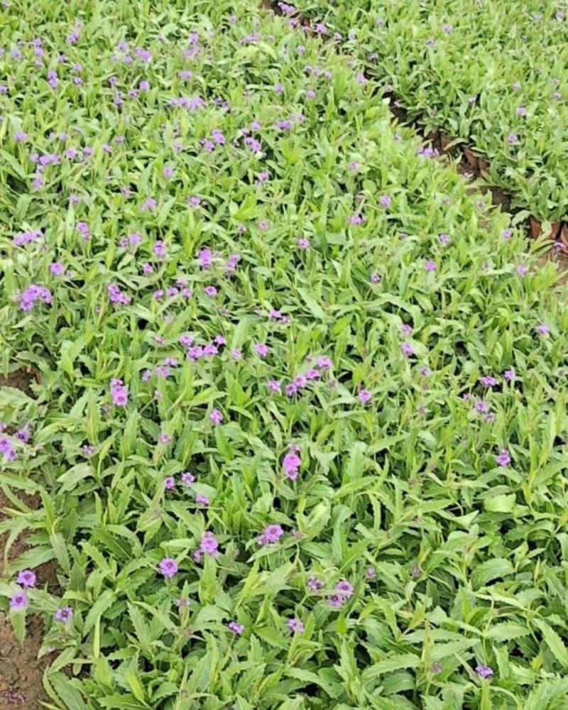 山东马鞭草青州马鞭草桑托斯马鞭草马鞭草小苗