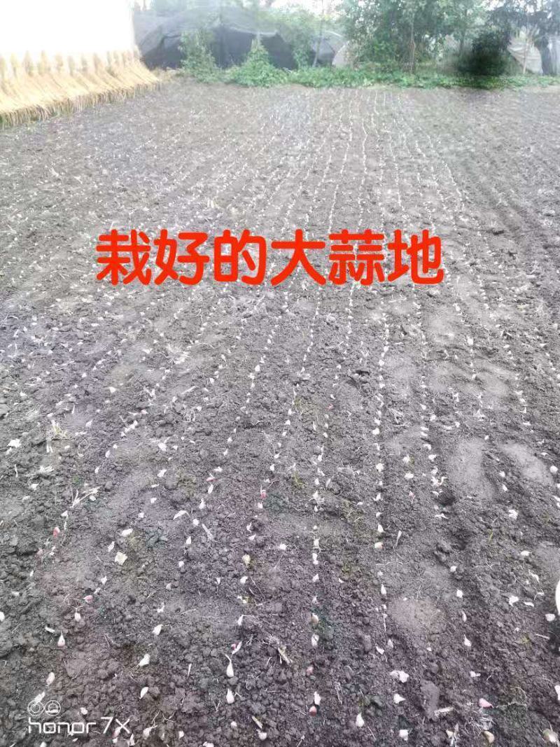 种大蒜神器拉钩器开沟器蒜耙人力蔬菜开沟农用蒜楼蒜耧耙包邮