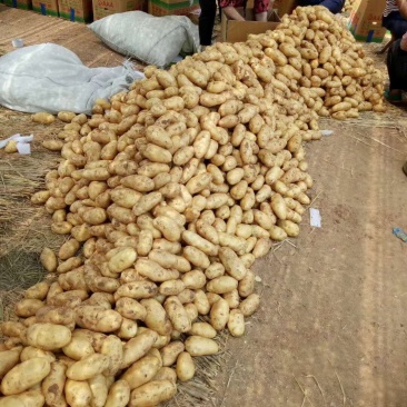 荷兰十五土豆产地直供一手货源价格便宜质量保证