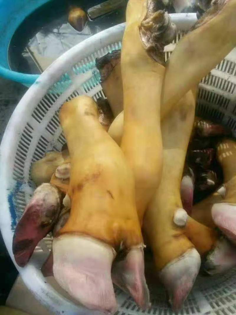 内蒙古牛副产品-牛蹄牛蹄子质量好价格优惠