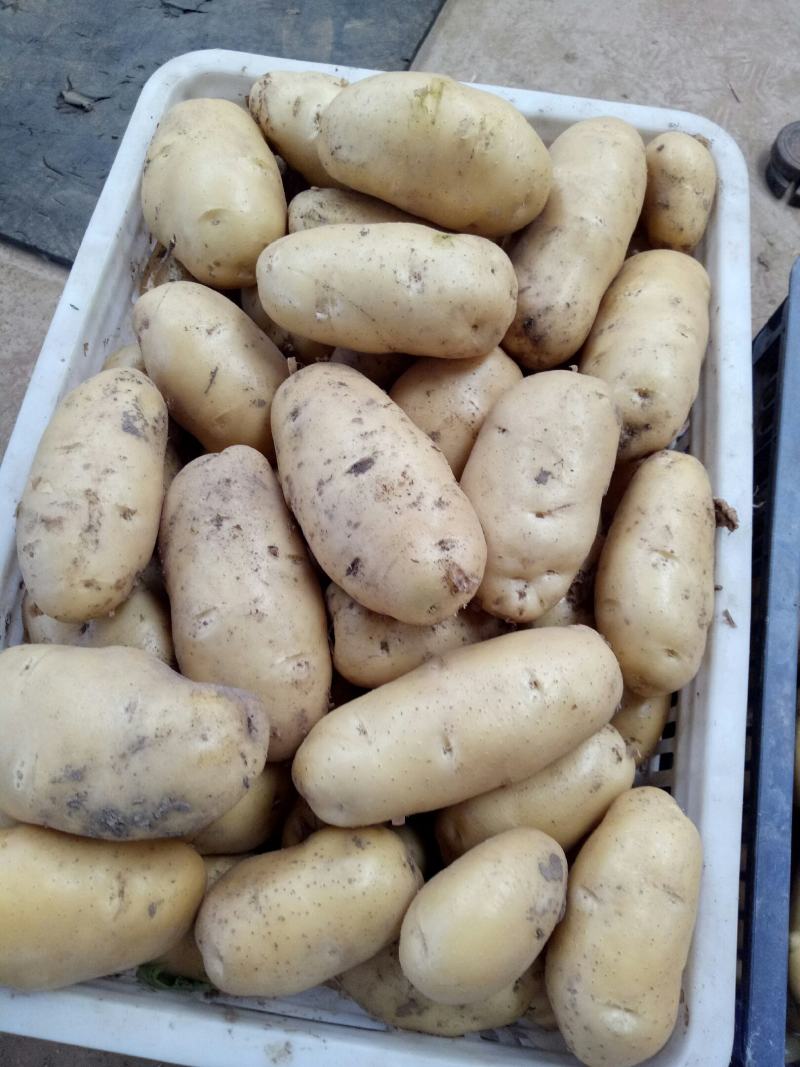 山东土豆产地荷兰十五土豆