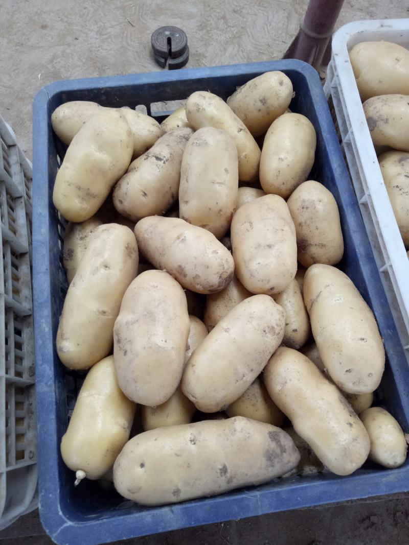 山东土豆产地荷兰十五土豆