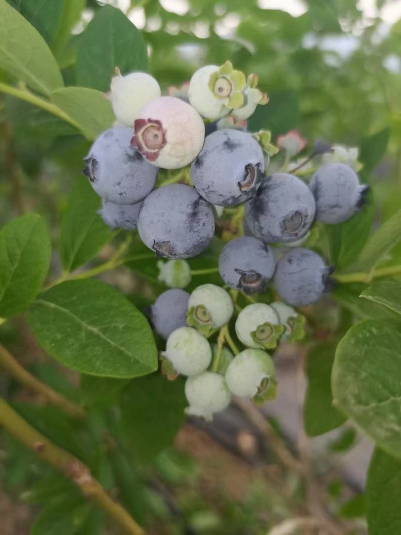 蓝莓