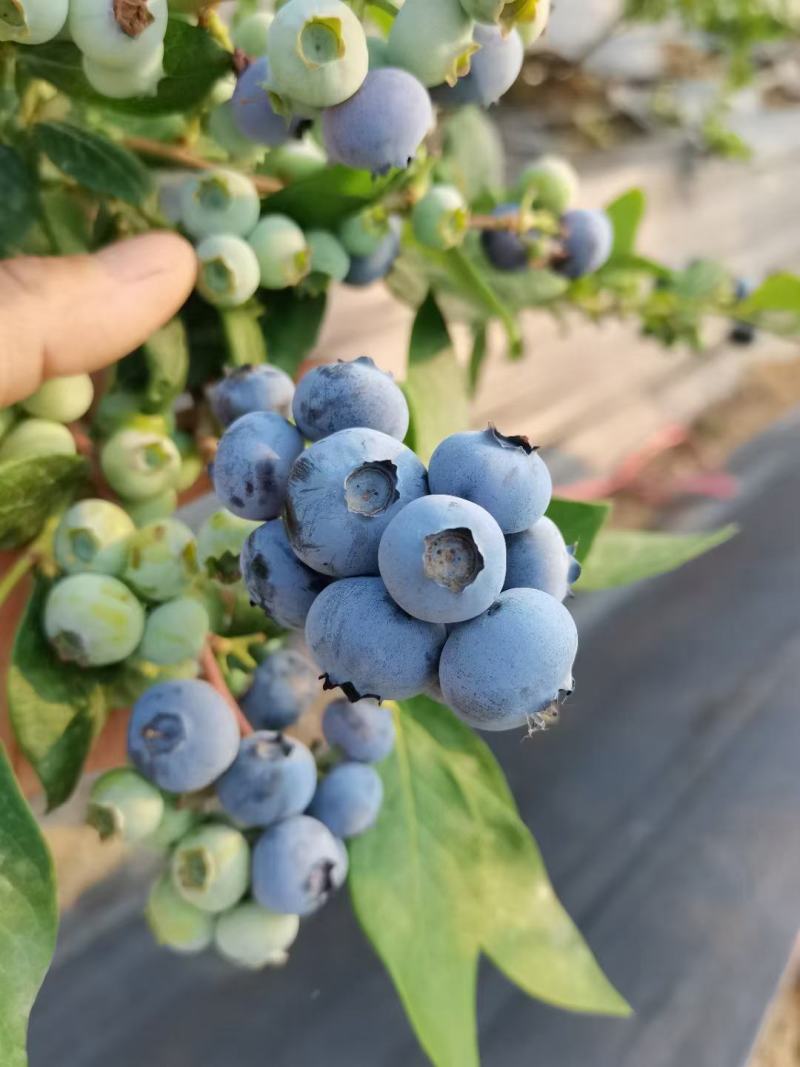 蓝莓