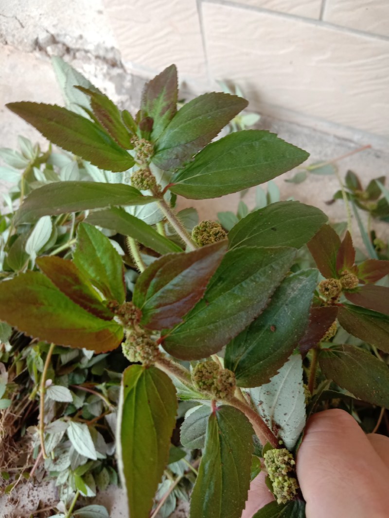 飞扬草，中草药飞扬草。草不谢荣于春风，木不怨落于秋天