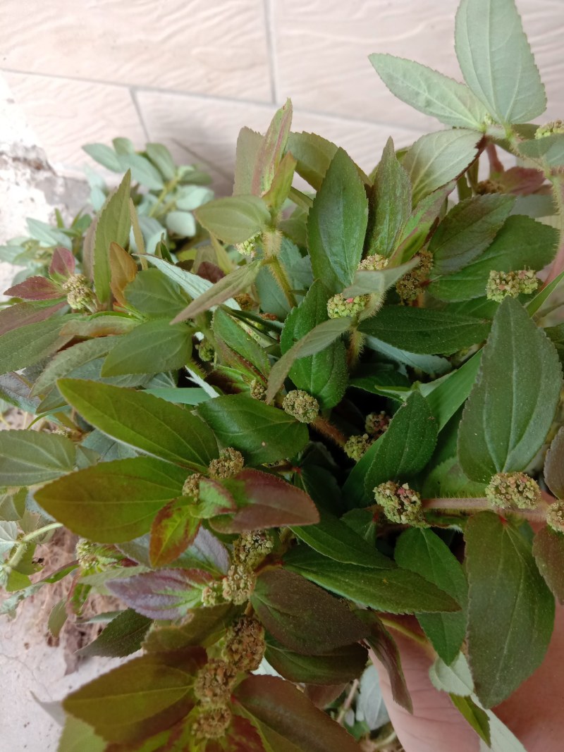 飞扬草，中草药飞扬草。草不谢荣于春风，木不怨落于秋天