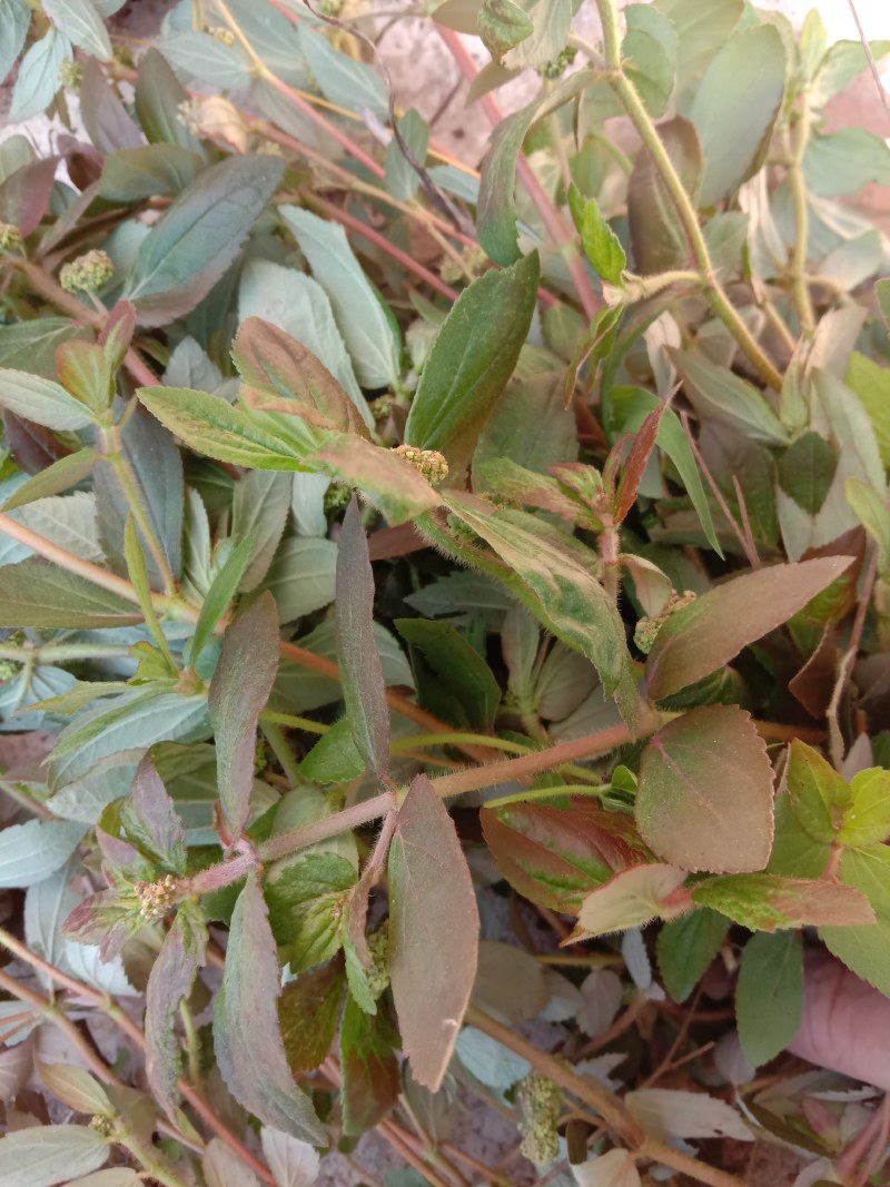 飞扬草，中草药飞扬草。草不谢荣于春风，木不怨落于秋天