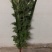 端午新鲜艾草