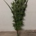 端午新鲜艾草
