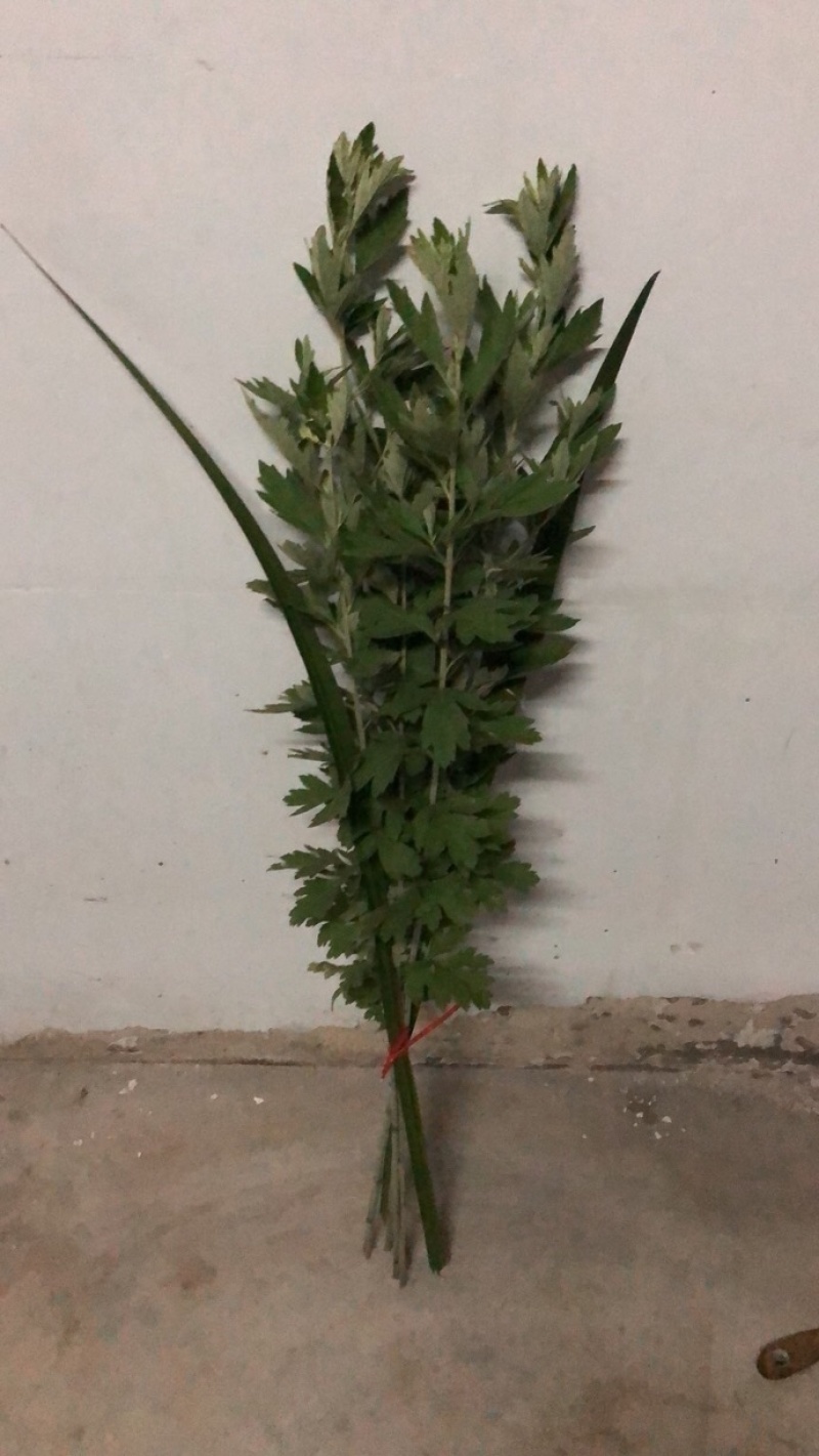 端午新鲜艾草