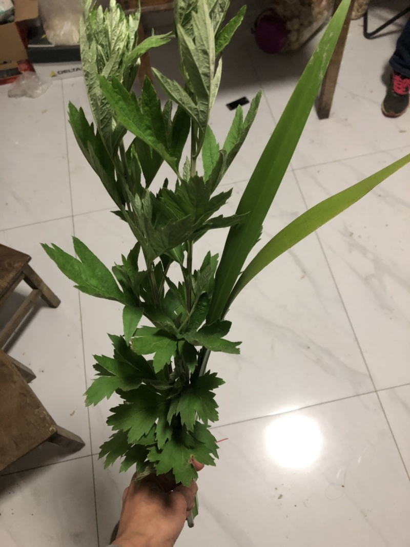端午新鲜艾草