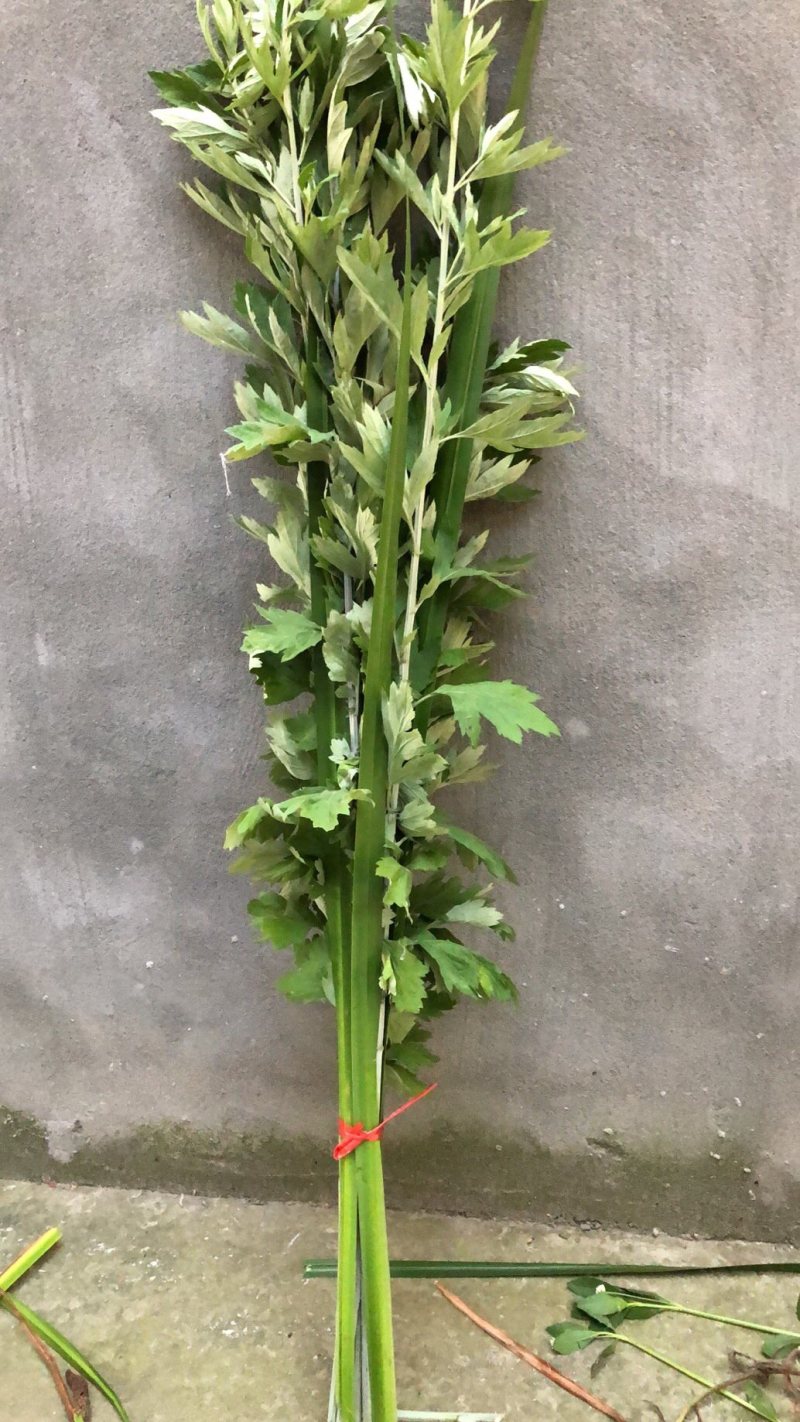端午新鲜艾草