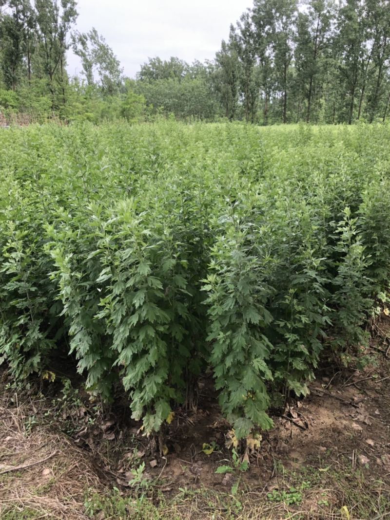 端午新鲜艾草