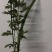 端午新鲜艾草
