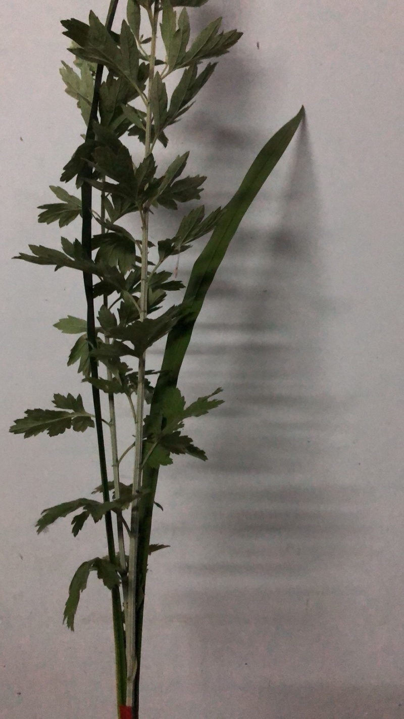端午新鲜艾草
