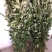 端午新鲜艾草